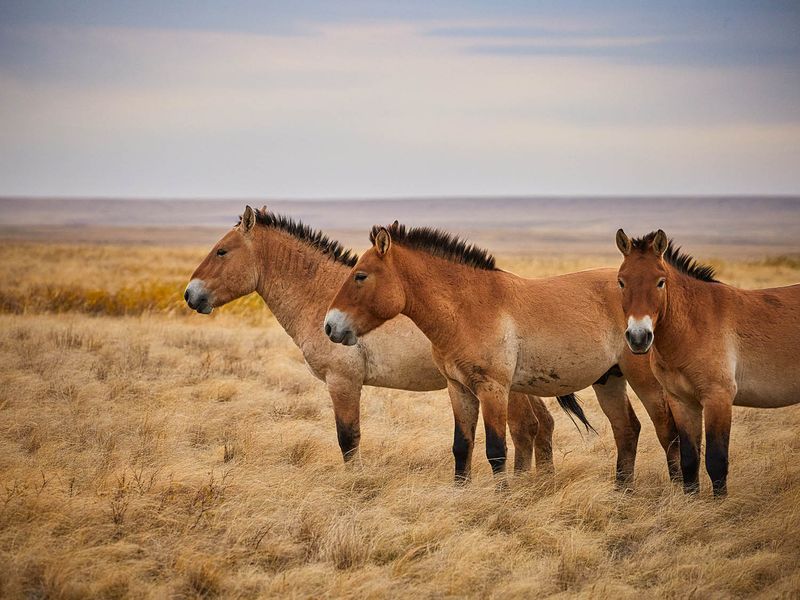 Przewalski's Horse