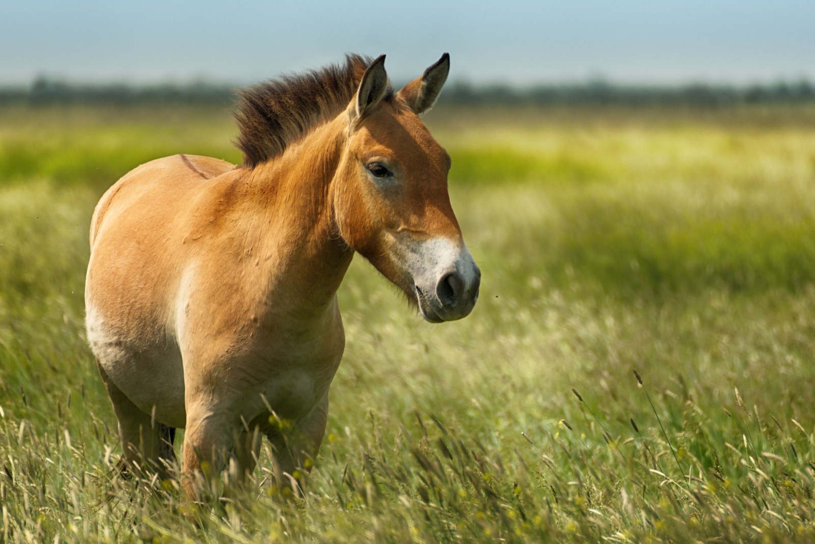 Przewalski’s Horse