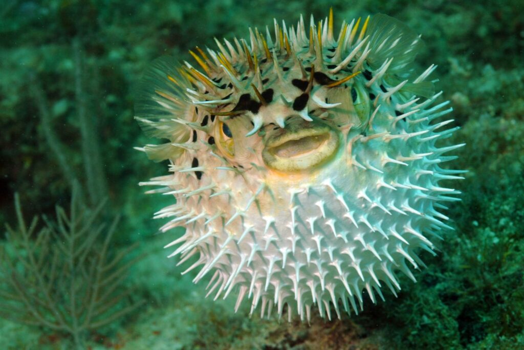 Pufferfish