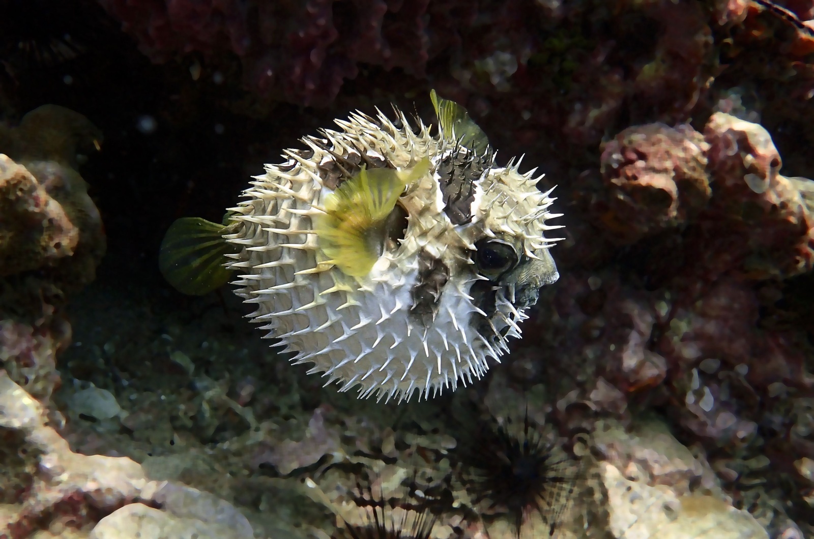 Pufferfish