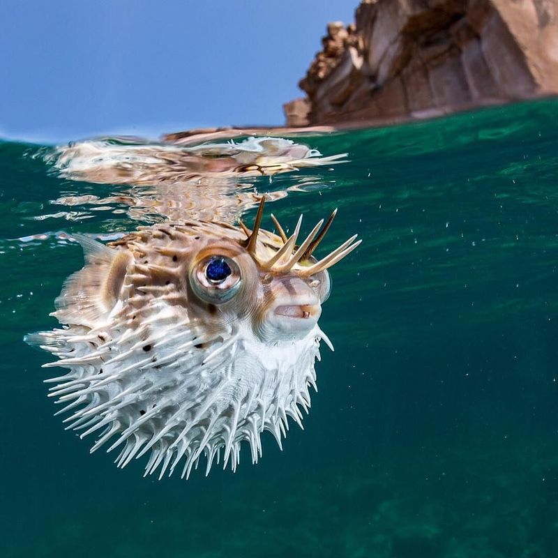 Pufferfish