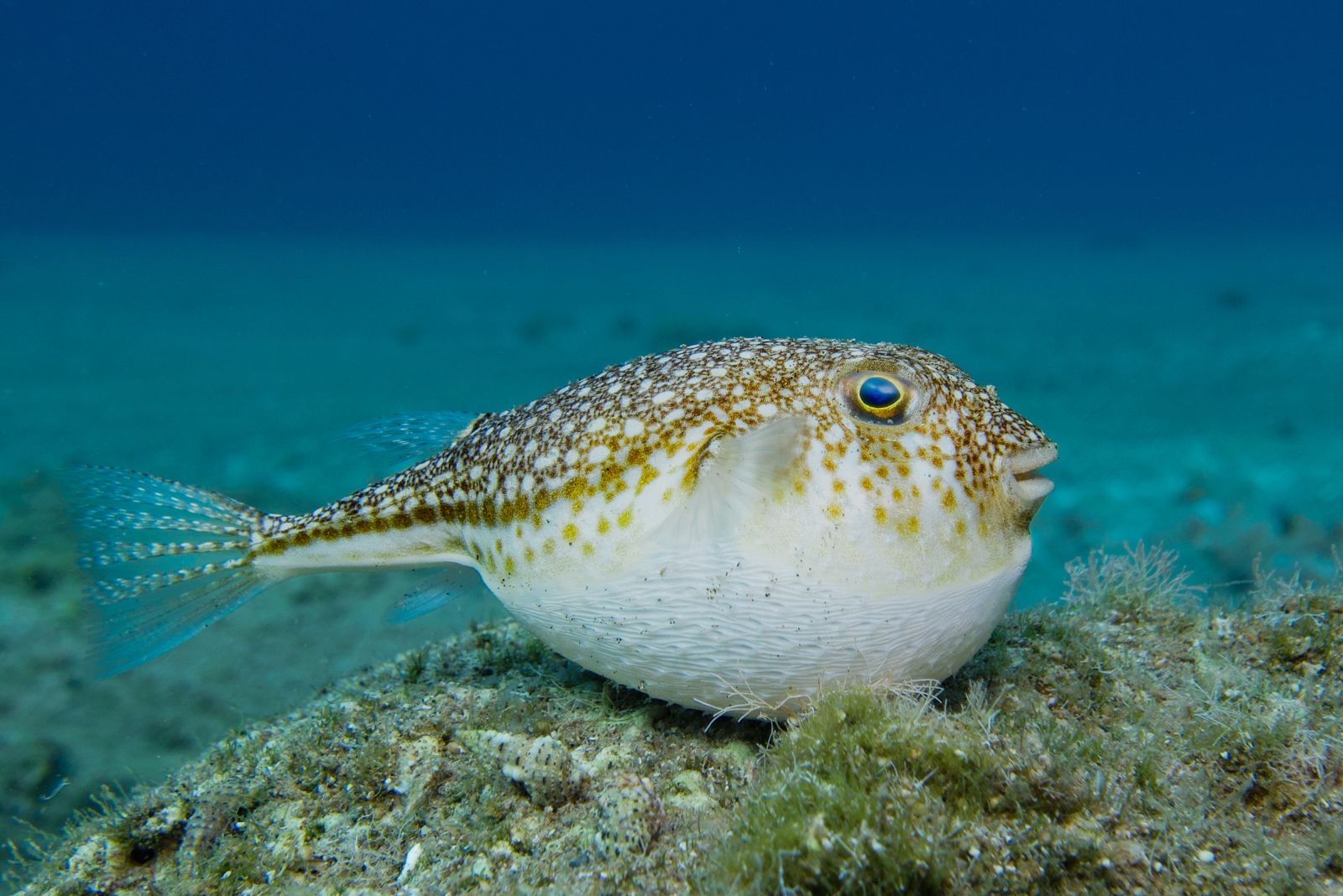 Pufferfish