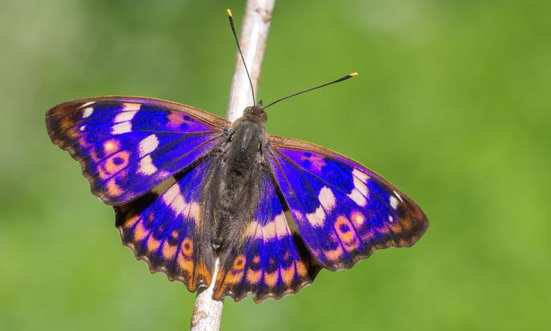 Purple Emperor