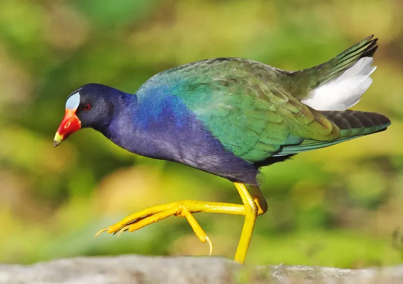 Purple Gallinule