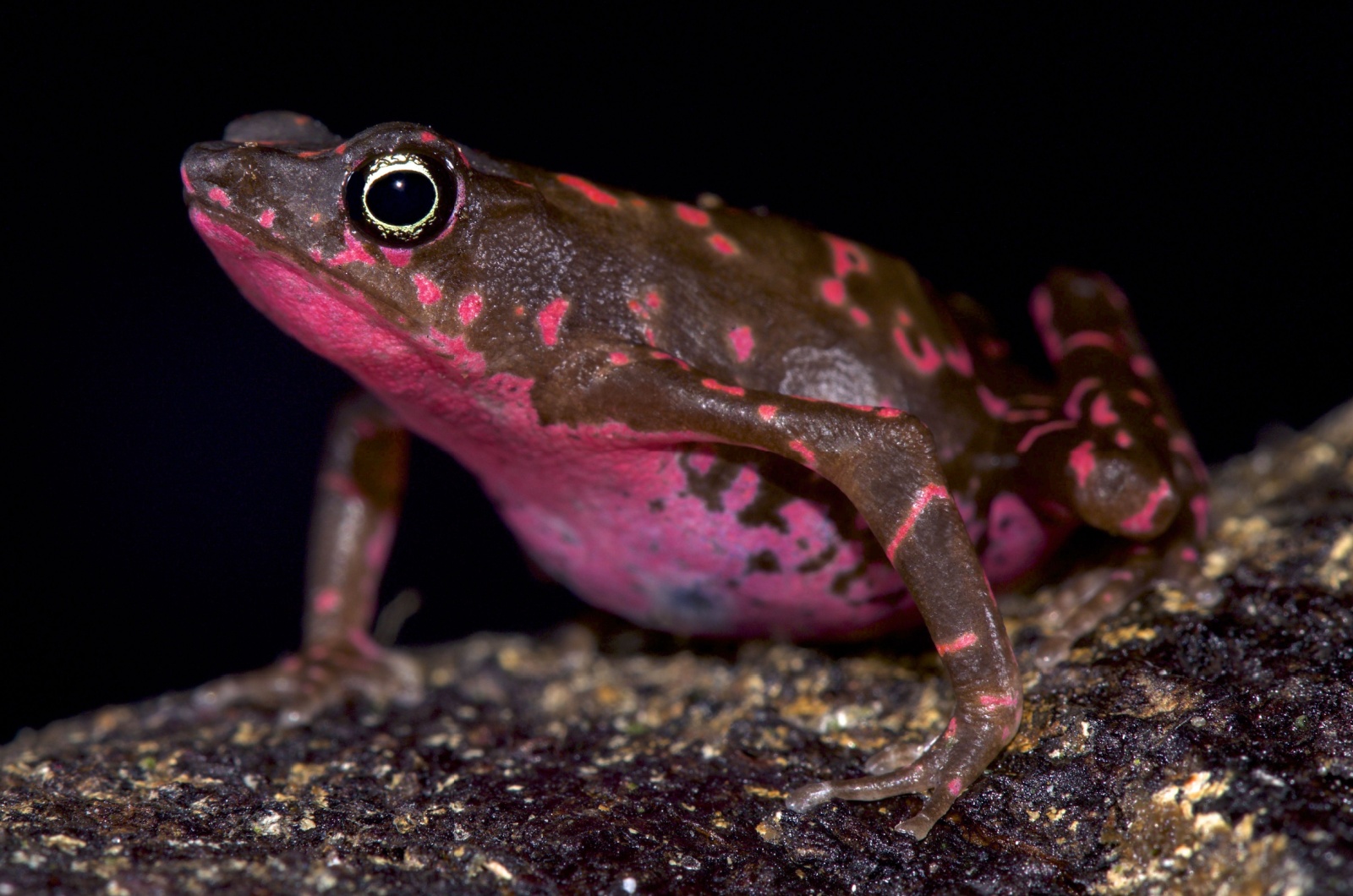 purple harlequin toad