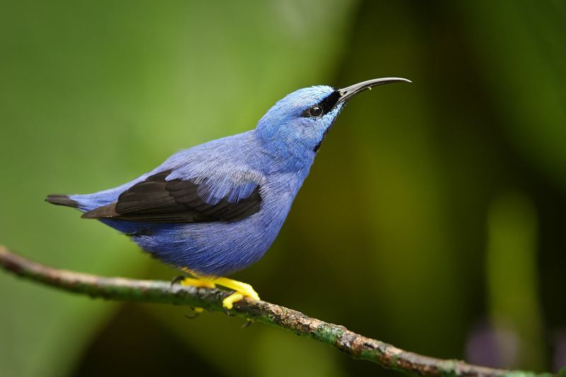 Purple Honeycreeper