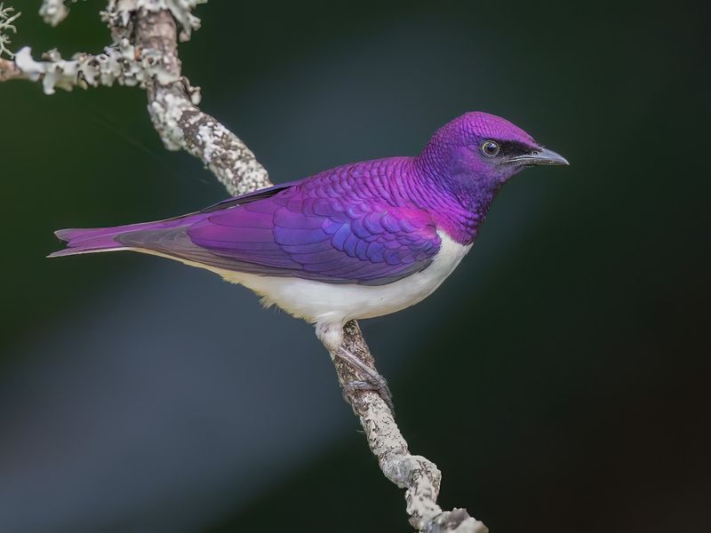 Purple Starling