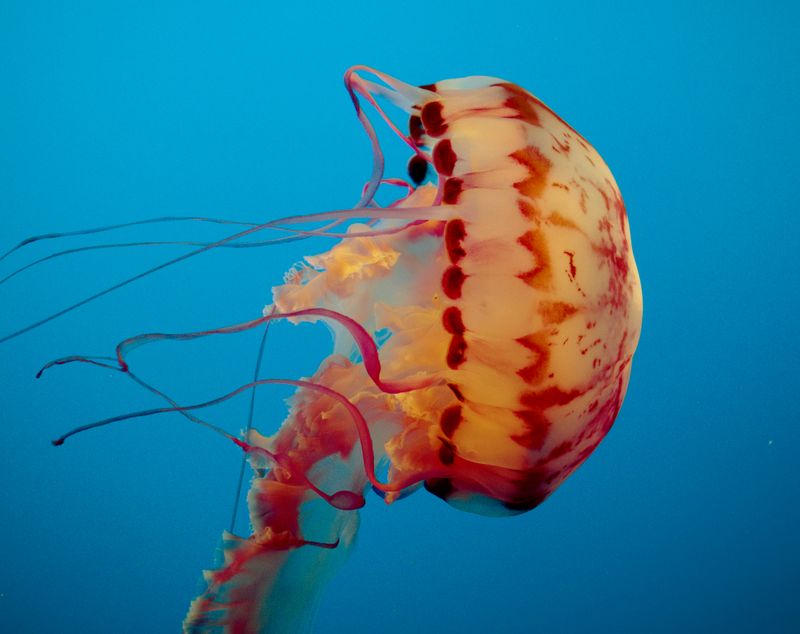 Purple Striped Jelly