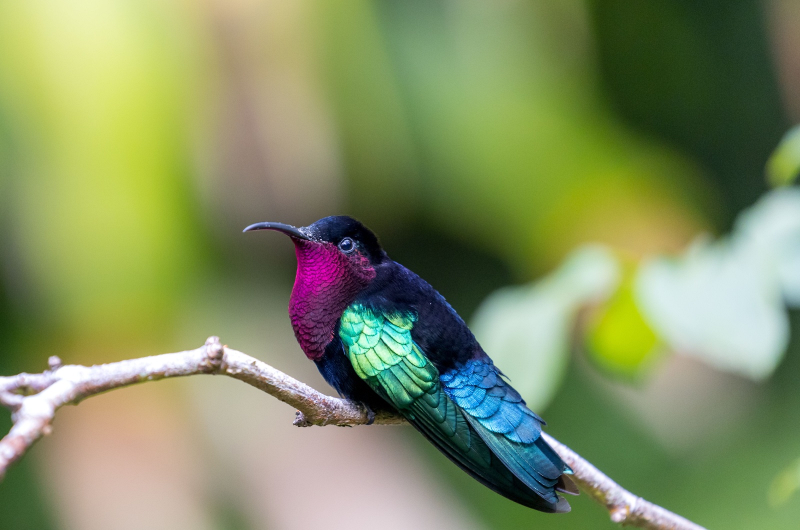 purple throated carib