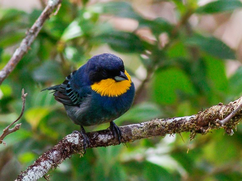 Purplish-mantled Tanager