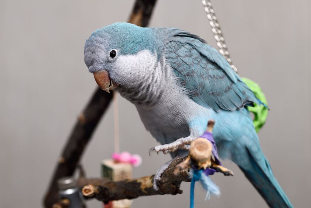 Quaker Parrot