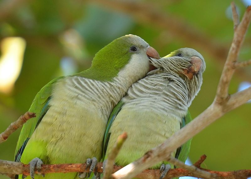 Quaker Parrot (Monk Parakeet)