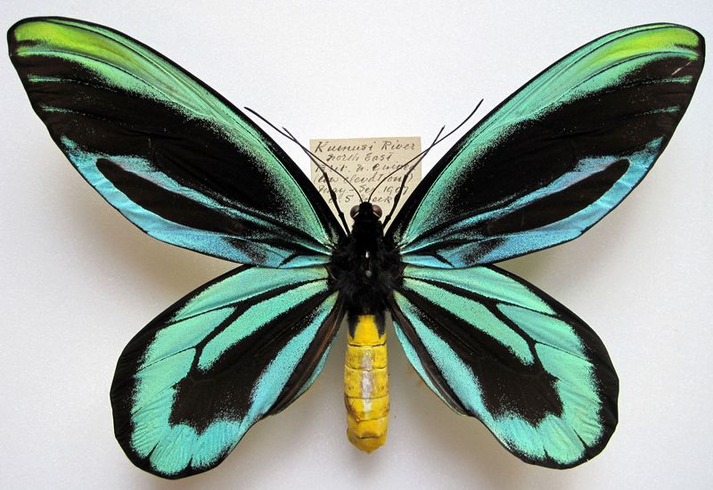 Queen Alexandra's Birdwing