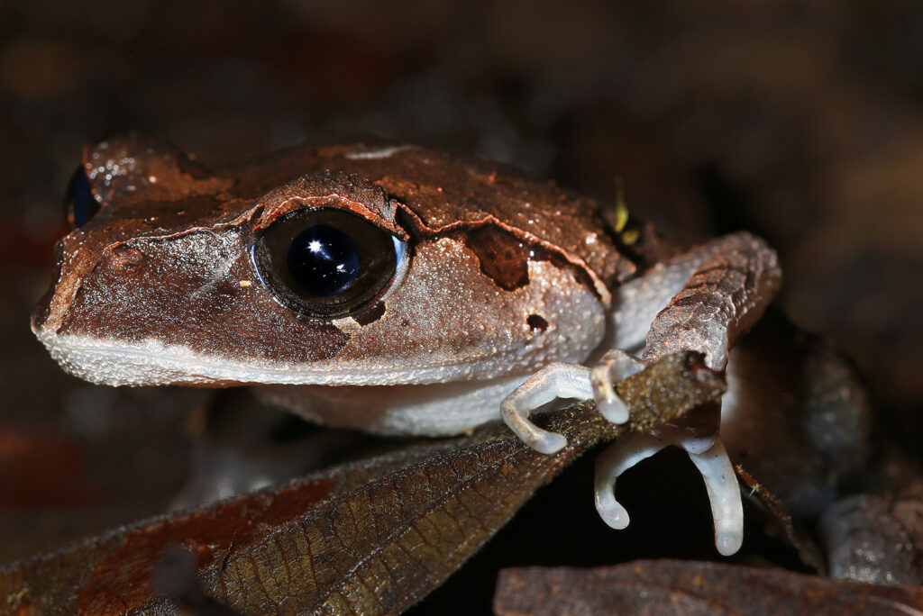 Rabbs’ Fringe-Limbed Treefrog