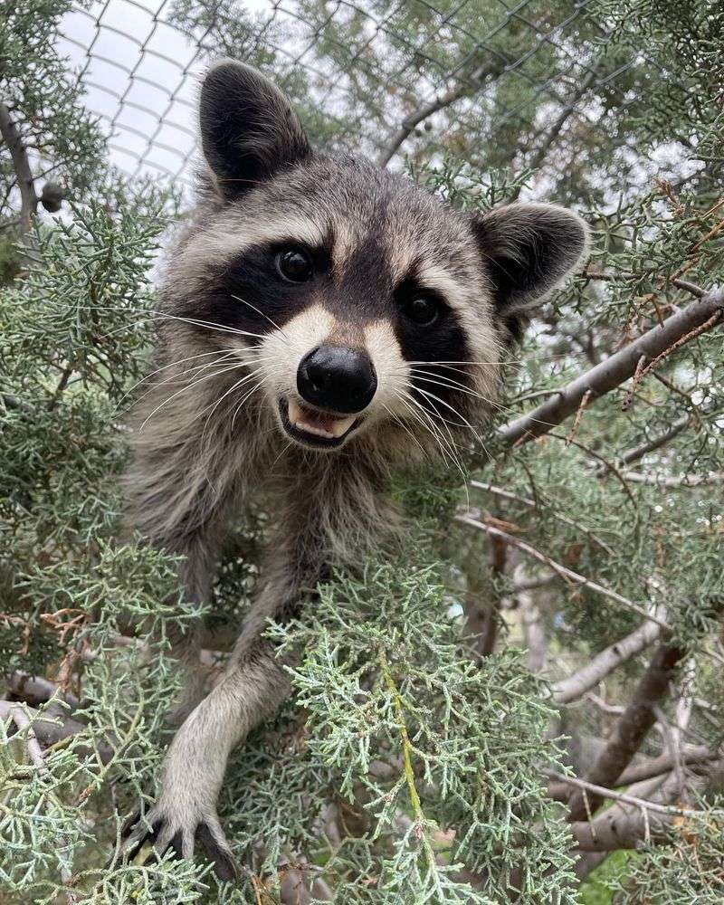 Raccoon