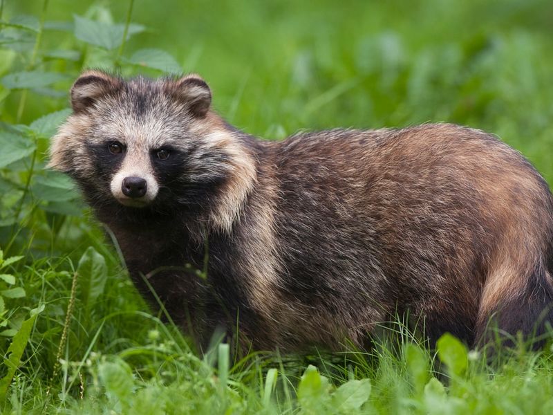 Raccoon Dog