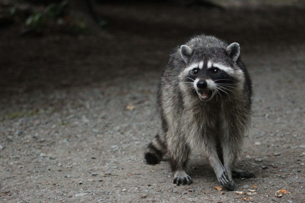 Raccoons