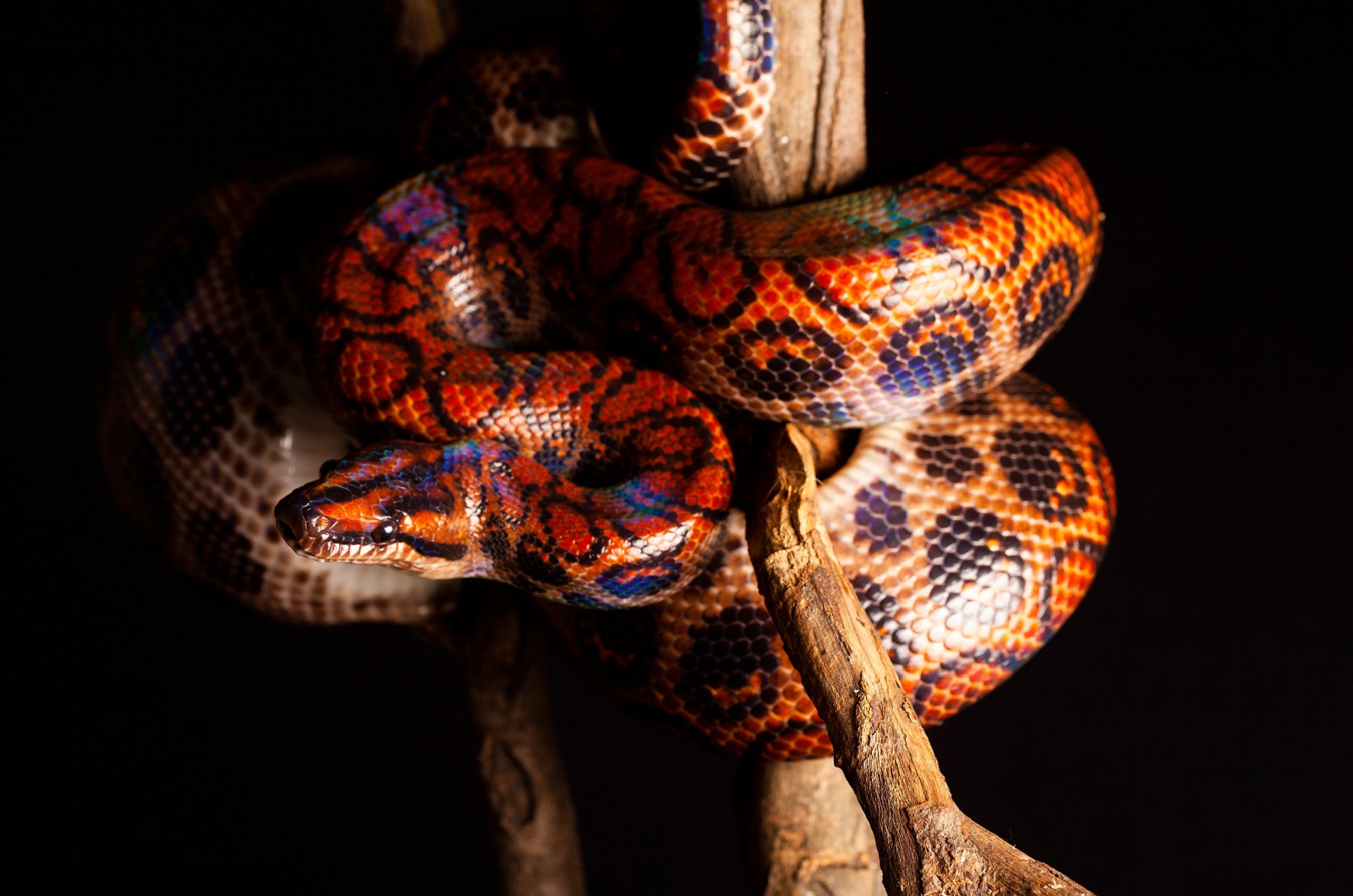 Rainbow Boa