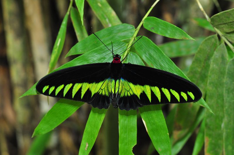 Rajah Brooke’s Birdwing