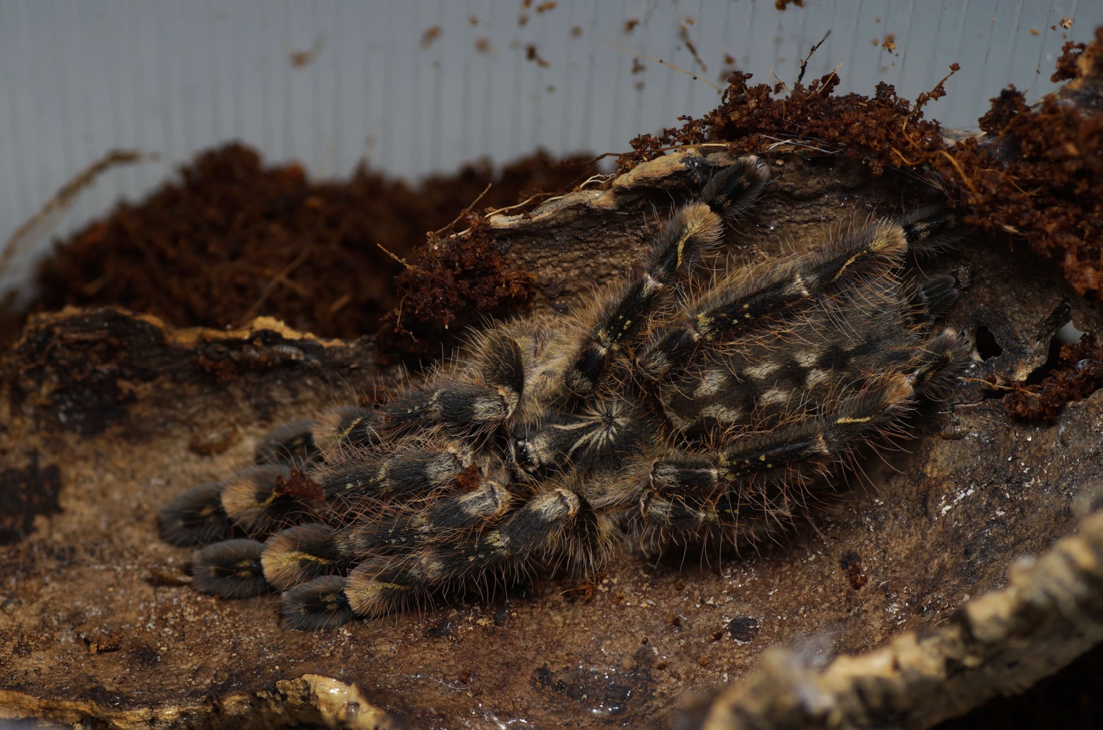 10 Endangered Spiders You Need To Know About