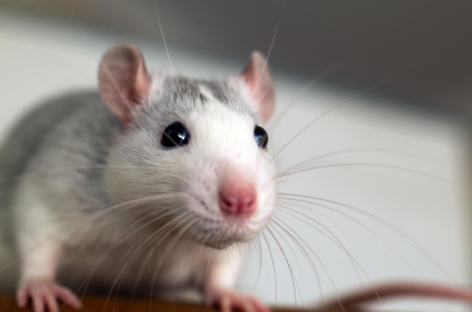 Rat