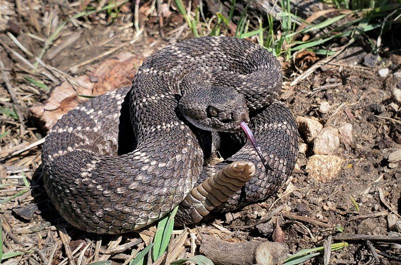 Rattlesnake