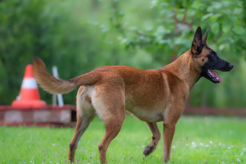 Red Belgian Malinois