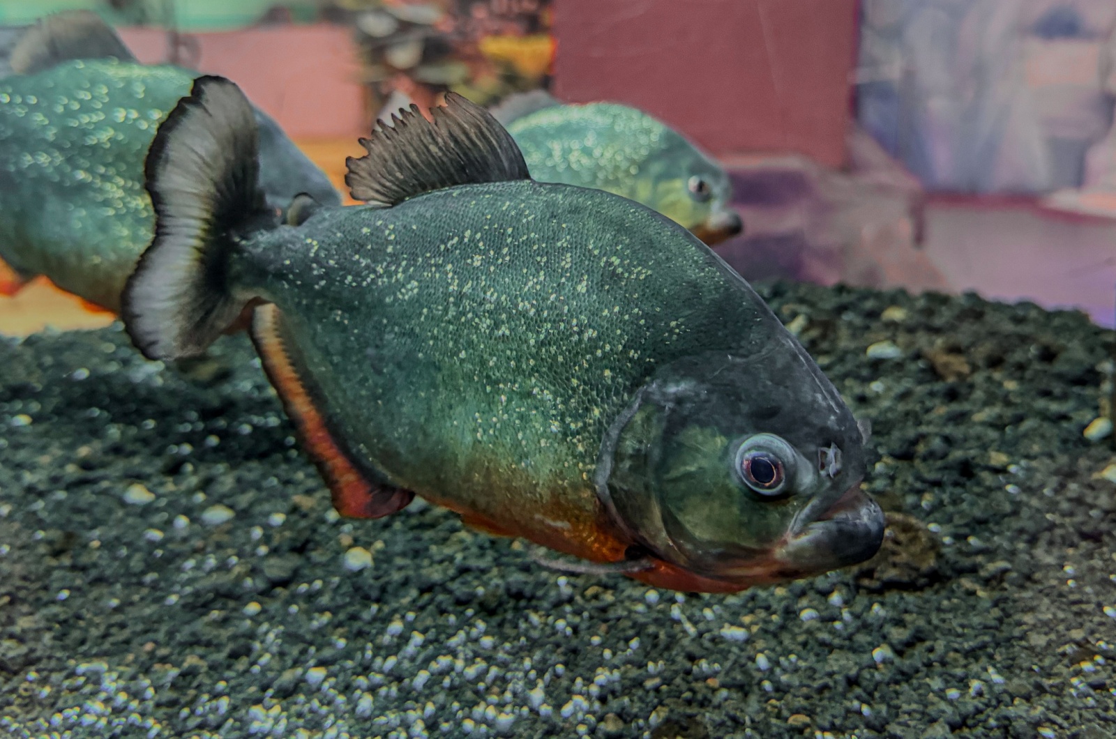 Red Bellied Piranha