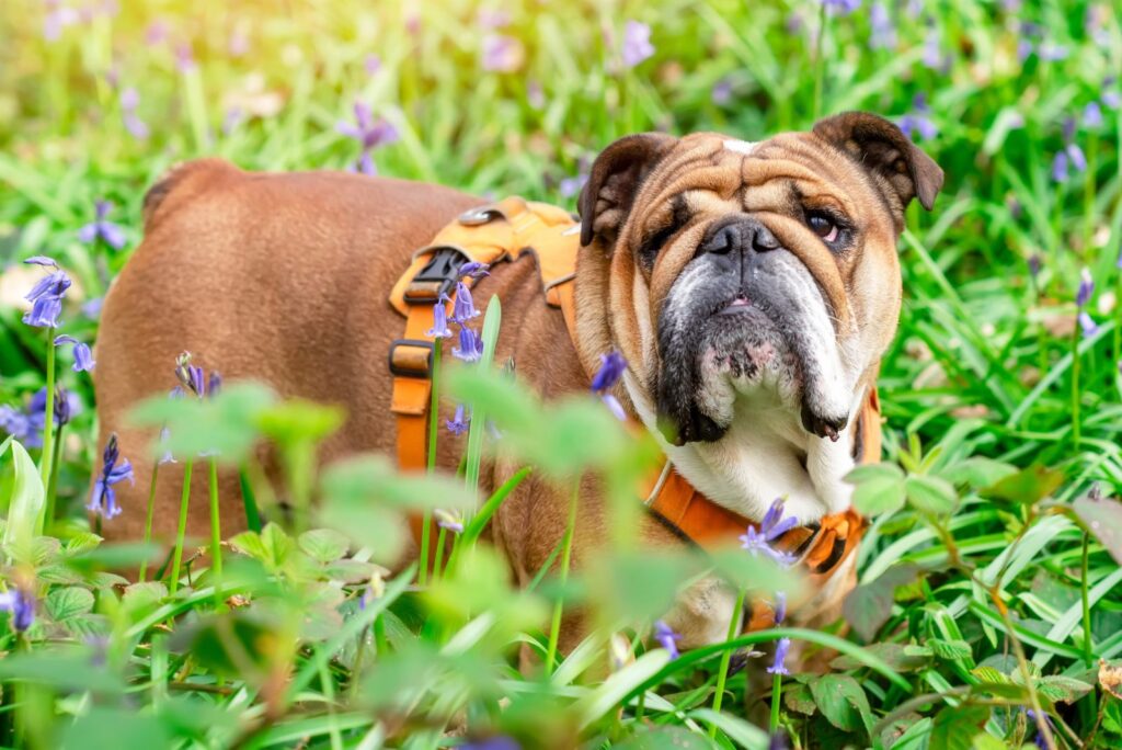 Red English Bulldog