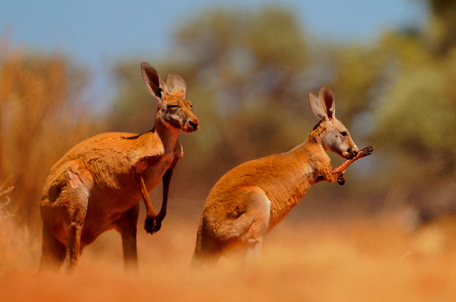 Red Kangaroo