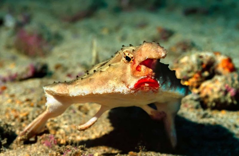 Red-Lipped Batfish