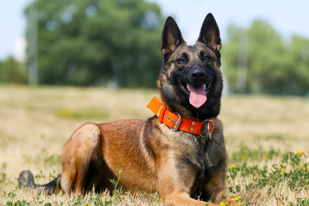 Red Sable Belgian Malinois