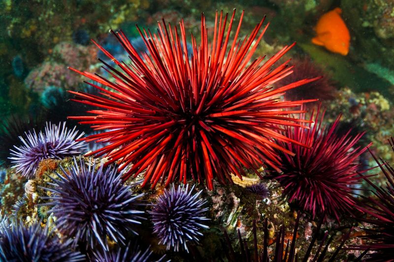 Red Sea Urchin