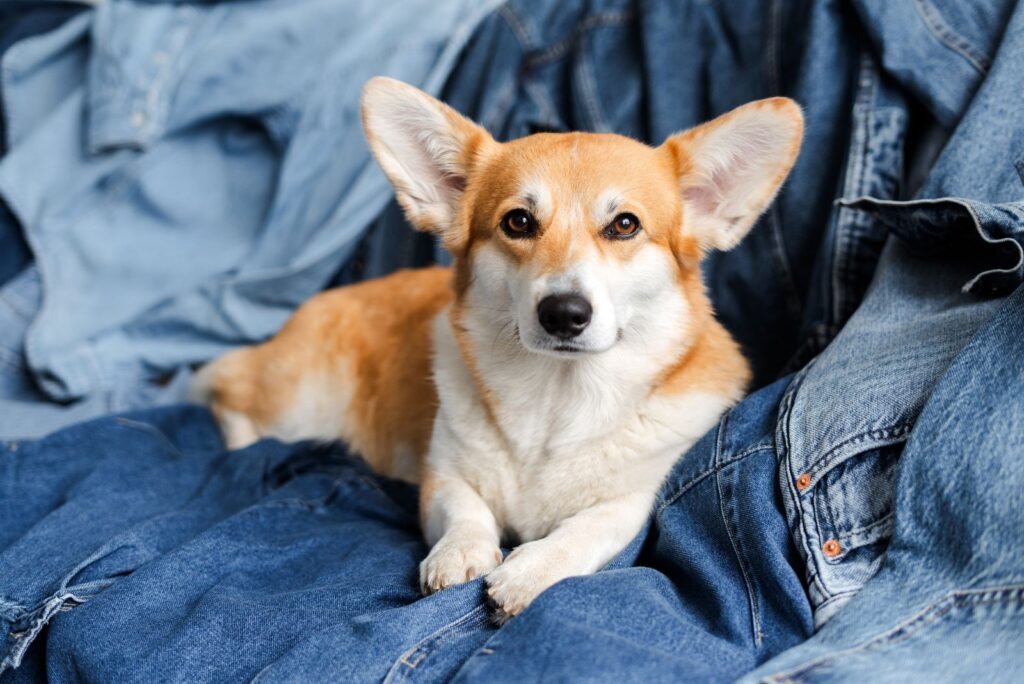 Red and White corgi