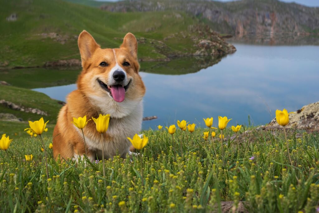 Red corgi