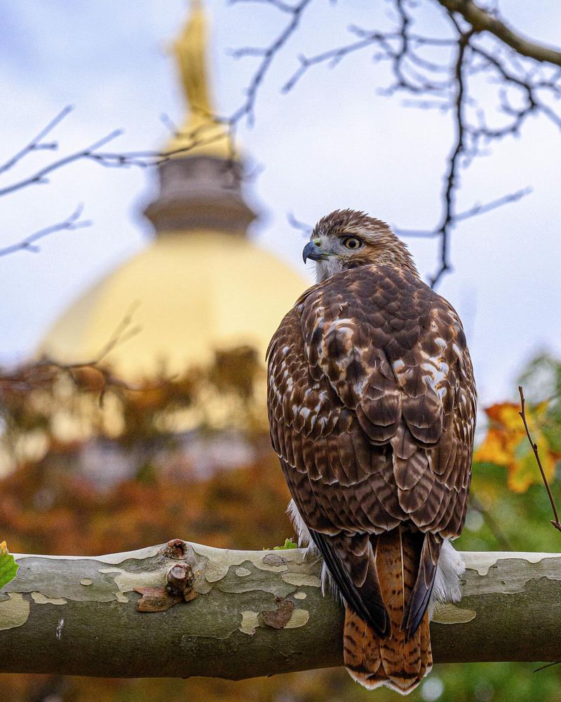 Red-tailed Hawk