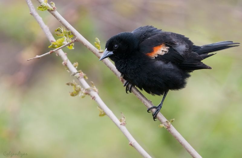 Red-winged Blackbird