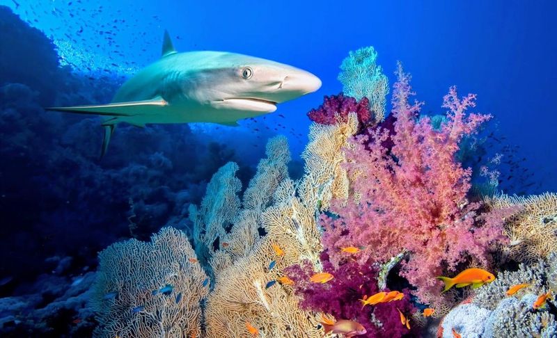 Reef Shark