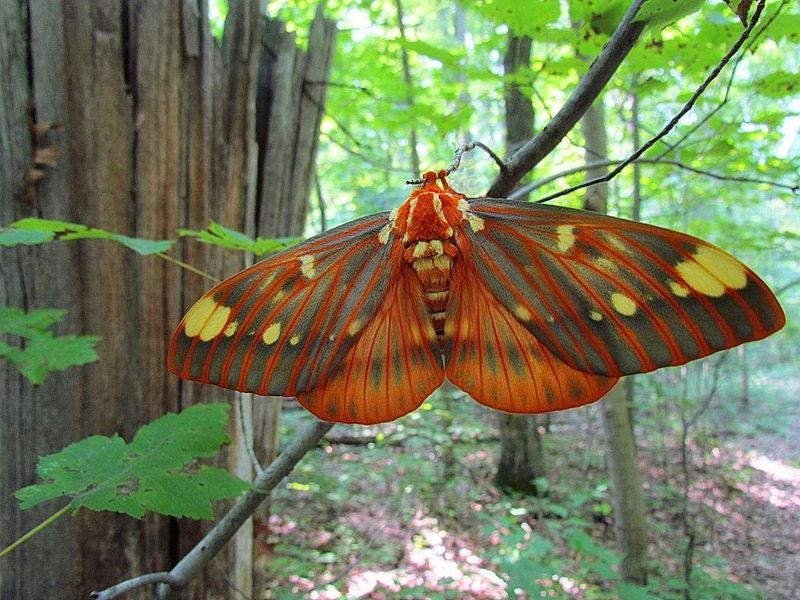 Regal Moth