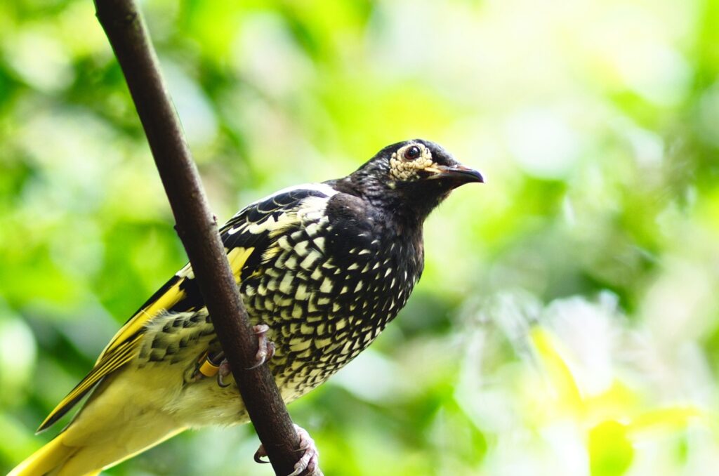 Regent Honeyeater