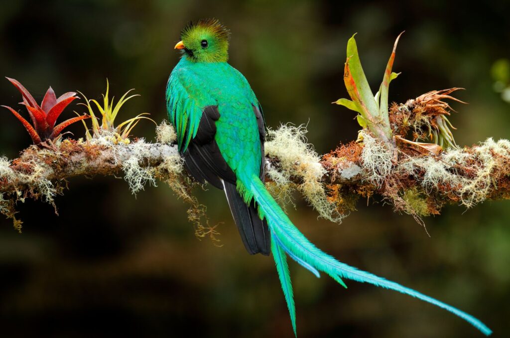 Resplendent Quetzal