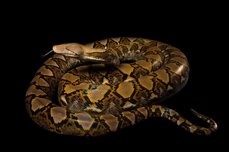 Reticulated Python