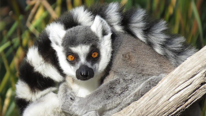 Ring-tailed Lemur