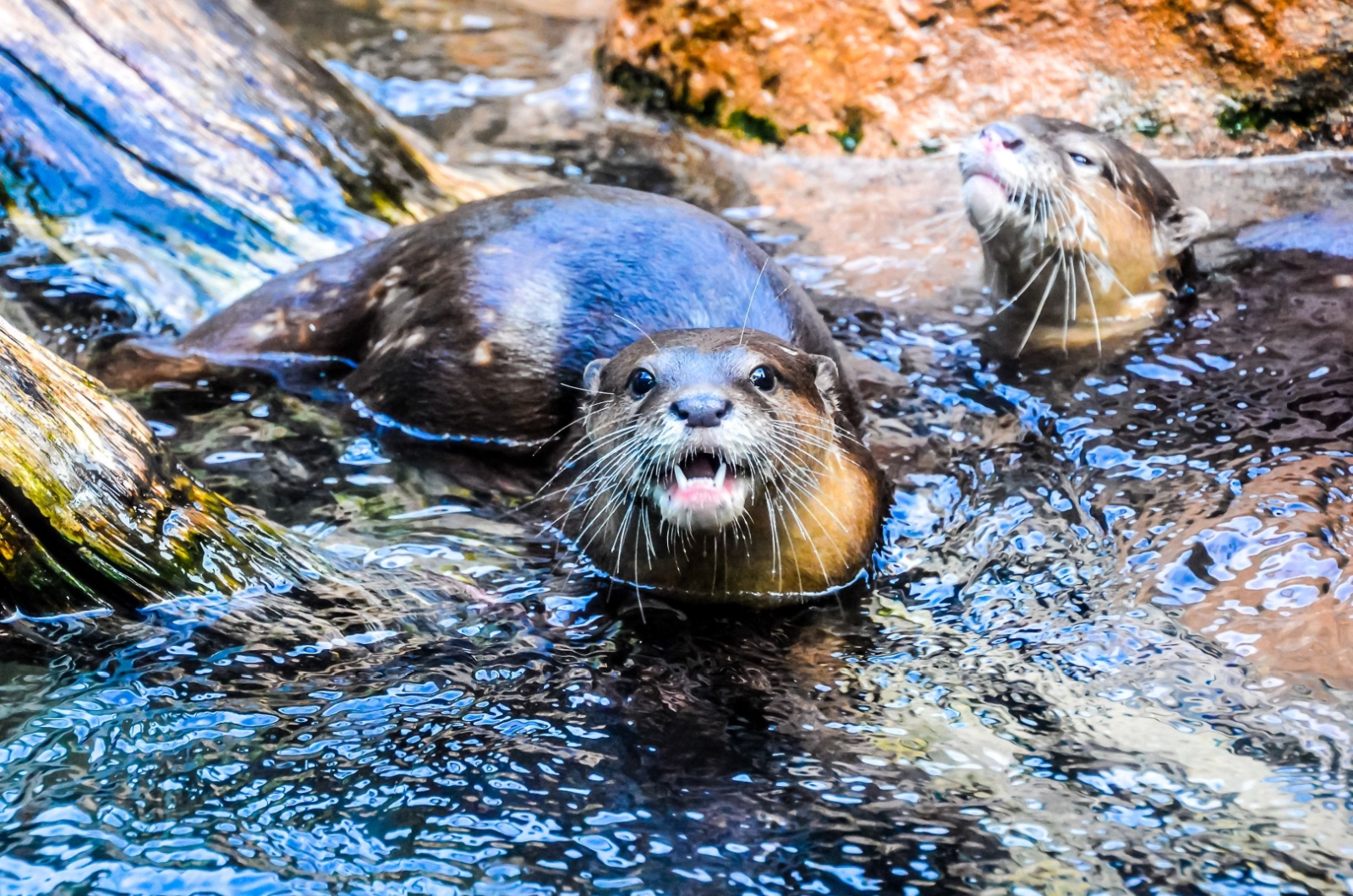 River Otter