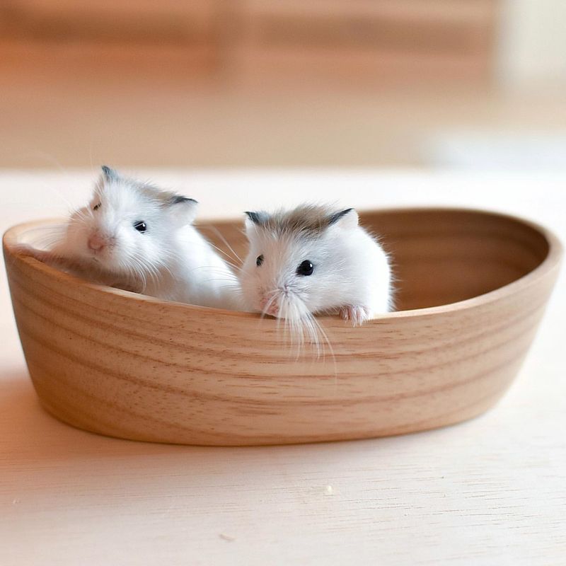 Roborovski Hamster