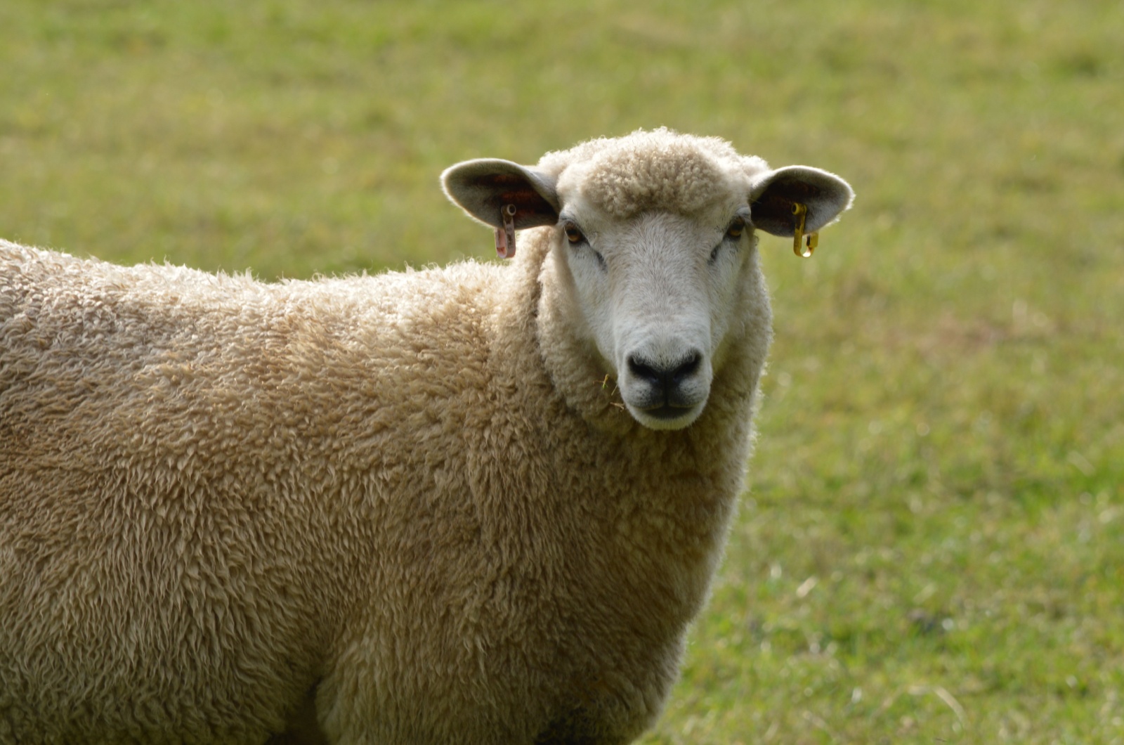 Romney Sheep