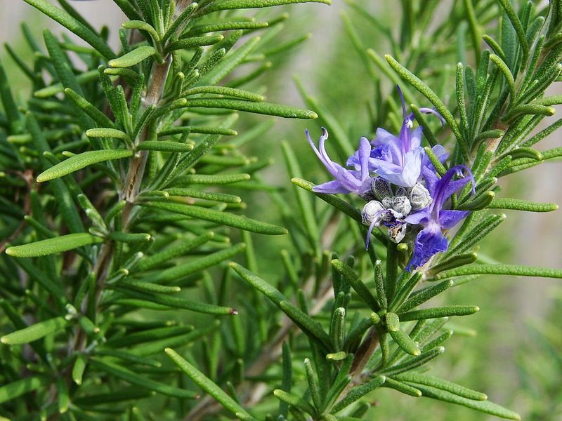 Rosemary