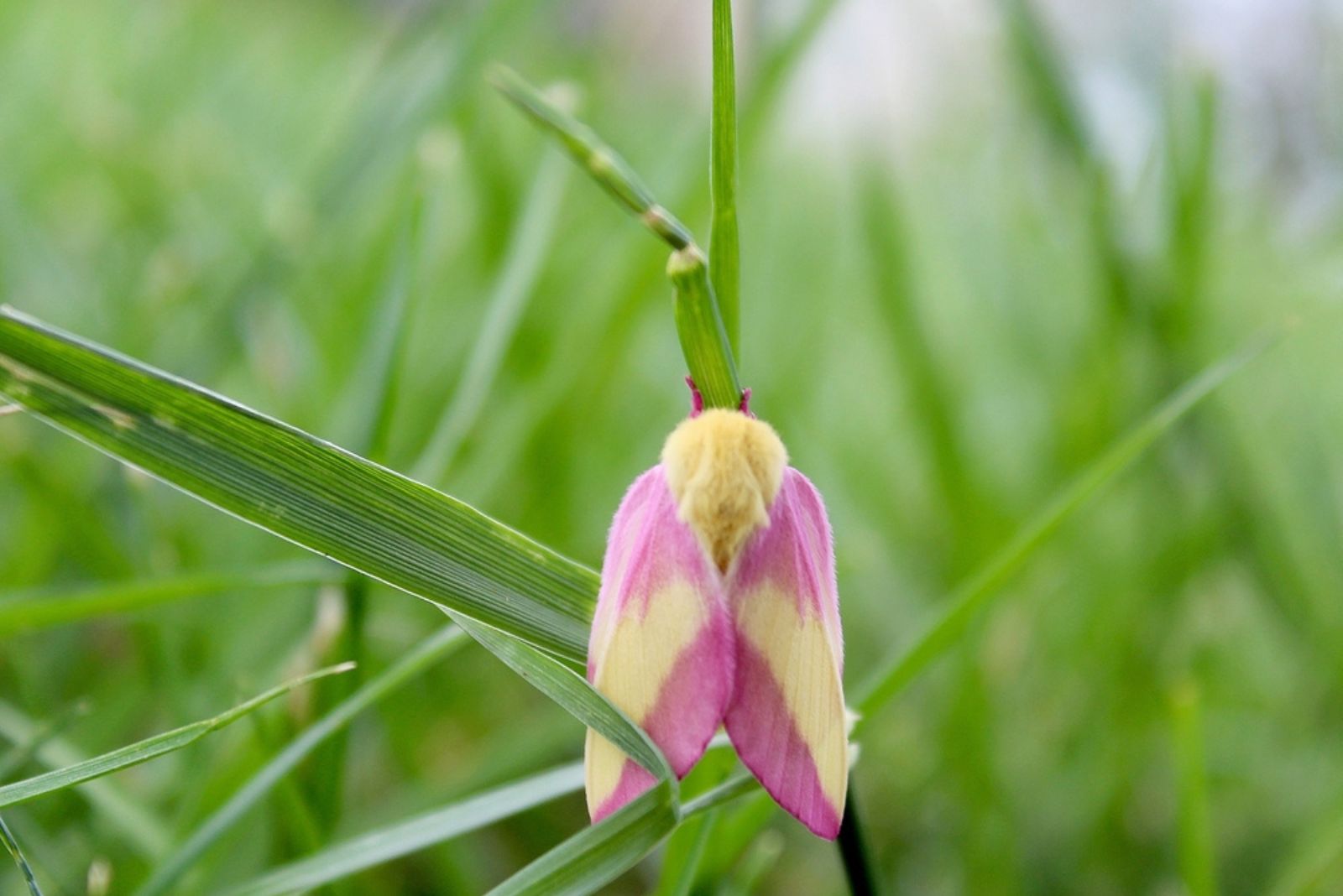 Rosy Maple Moth