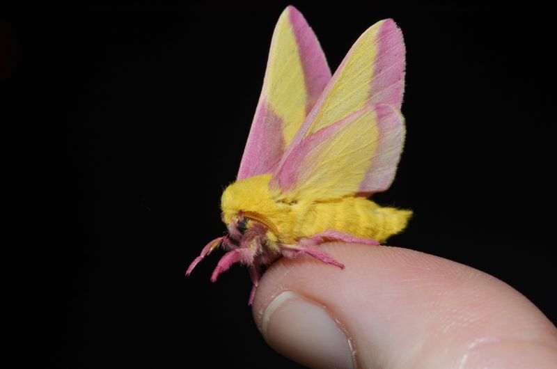 Rosy Maple Moth