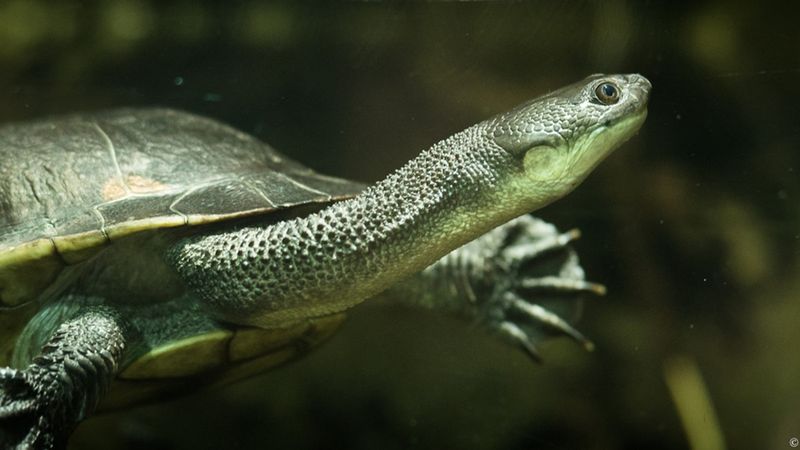 Roti Island Snake-necked Turtle